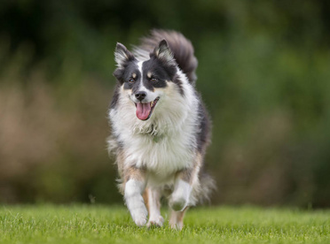 冰岛牧羊犬怎么护理，这里有答案