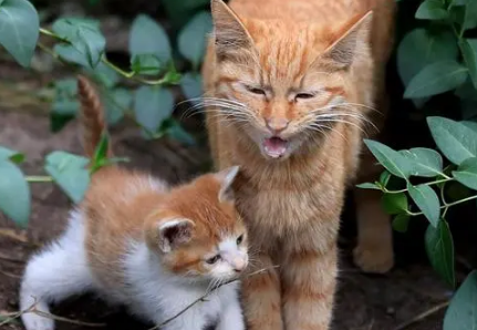 小猫想念猫妈妈的表现