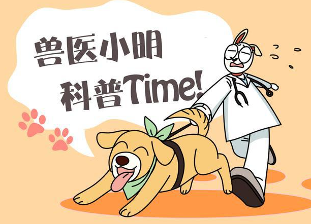 女子花100块买了4只猫，总觉得算错账了，说给丈夫听后却被嘲笑了