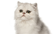 波斯猫的面容特征