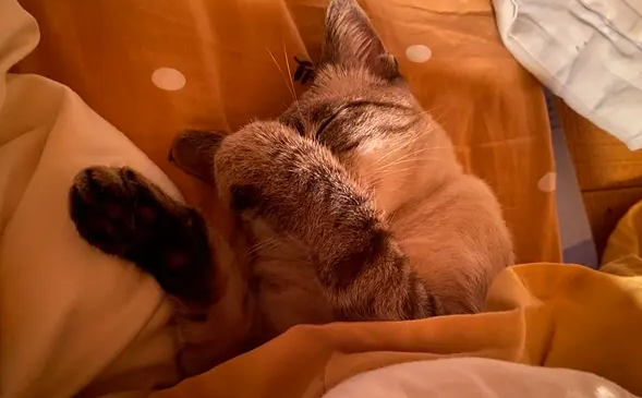 宠物猫都叫什么名字呢