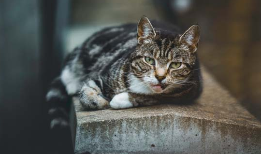 蓝猫为啥用头拱人？是有这些意思，别不明白