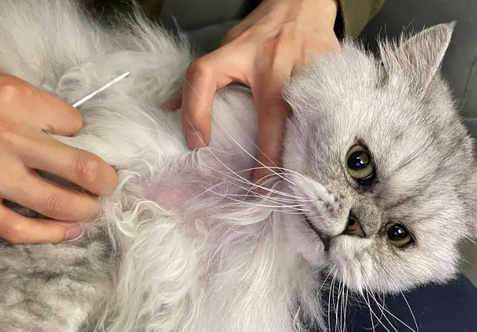 猫咪毛囊炎用红霉素软膏