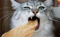 猫咪为什么不吃翅根肉呢