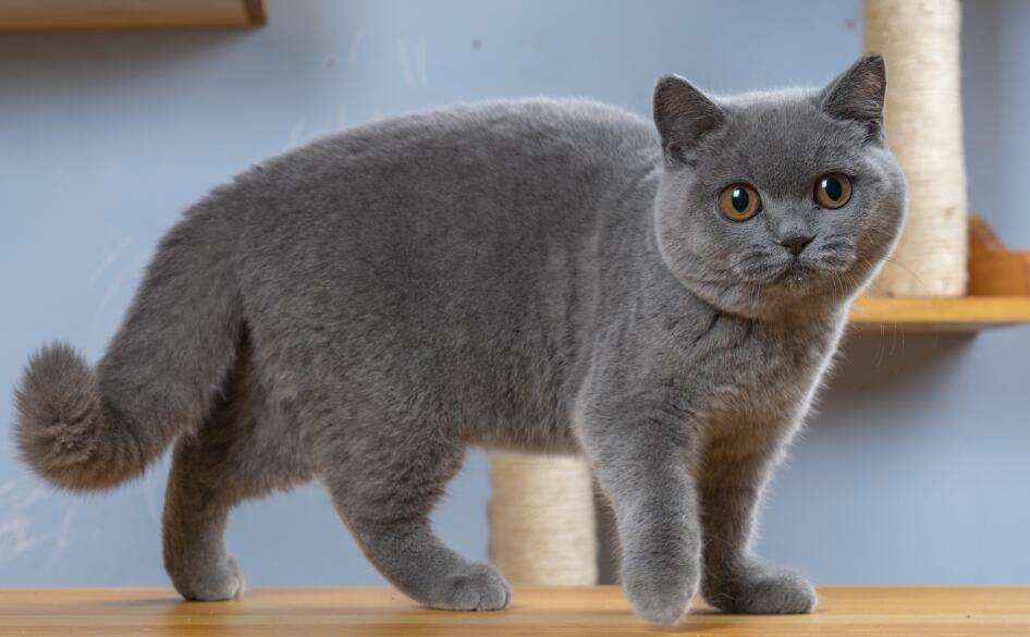  蓝猫为啥生出黑猫？必读秘笈！