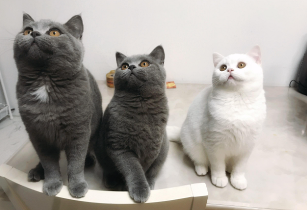 母蓝猫跟哪种猫配出来好看