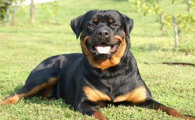 主角是罗威纳犬的电影