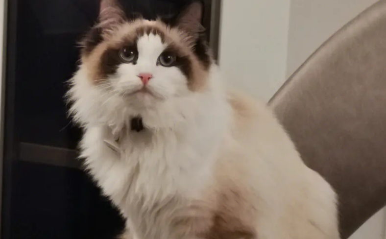 虎斑和布偶猫杂交图片