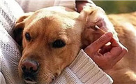 狗耳朵里有褐色泥状物怎么办