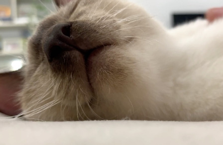 有的猫天生不会咕噜声吗