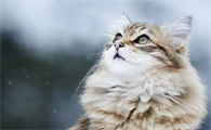 长过一次猫藓就会终身得猫藓是怎么回事?
