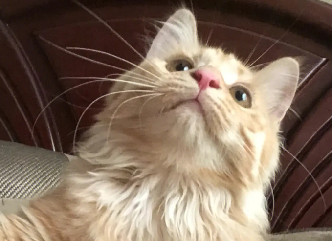 长毛橘猫是怎么来的?看完,你就知道了 长毛橘猫是怎么来的?看完,你就知道了