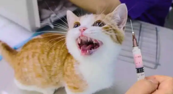 猫打疫苗一共打几针多少钱 猫打疫苗一共打几针多少钱