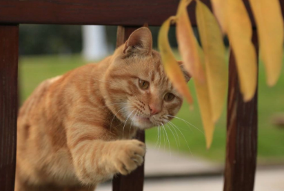 橘猫性格太凶了怎么办?具体看这里! 橘猫性格太凶了怎么办?具体看这里!