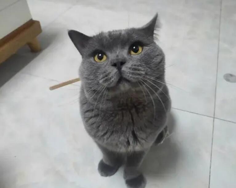 蓝猫能吃巧克力吗？真的可以吗？