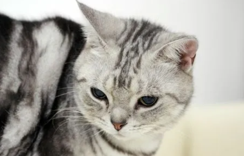 猫猫的叽叽为什么会出来