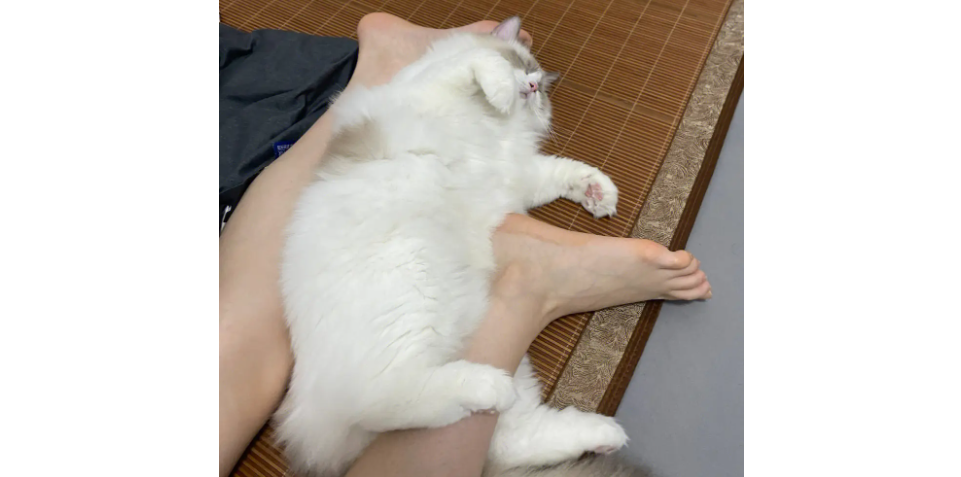 猫咪为什么站在脚上睡觉的原因