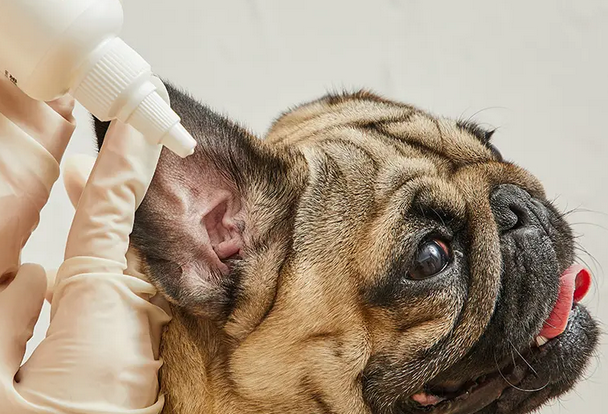 犬拜宠物洗耳液怎么用？如何给狗狗洗耳朵？