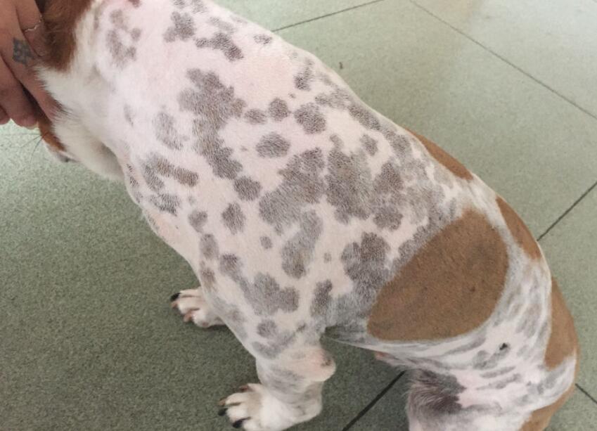 狗狗身上长了很多黑斑