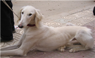 细犬怎么养不咬人