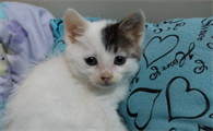 土猫怎么喂养比较好?可以这样做