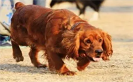 一文告诉你,田野小猎犬耳朵怎么清洁?