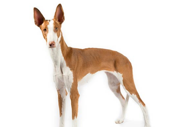 伊比赞猎犬感冒怎么办?感冒怎么治? 伊比赞猎犬感冒怎么办?感冒怎么治?