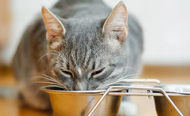 猫咪为什么吃得多却不瘦