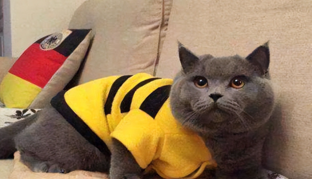 英短蓝猫最好听的名字 英短蓝猫最好听的名字