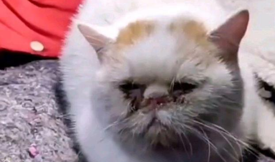 破塑料袋里躺着猫咪,凑近看清后十分心疼 破塑料袋里躺着猫咪,凑近看清后十分心疼