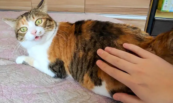 猫咪拍屁股为什么会俏呢
