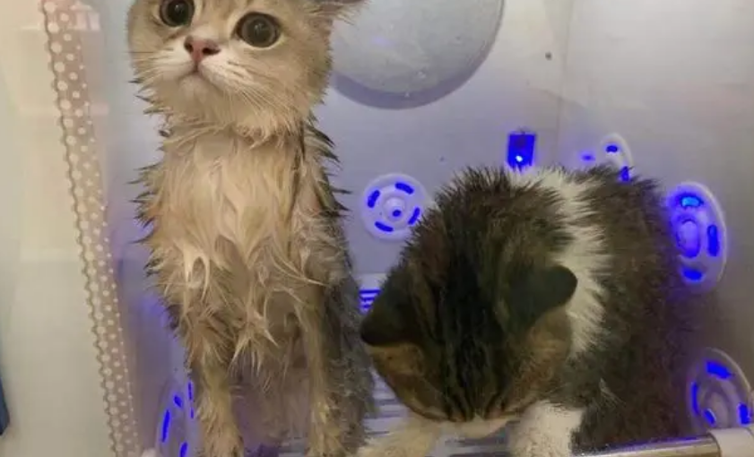 小狸花猫可以洗澡吗？要看年龄