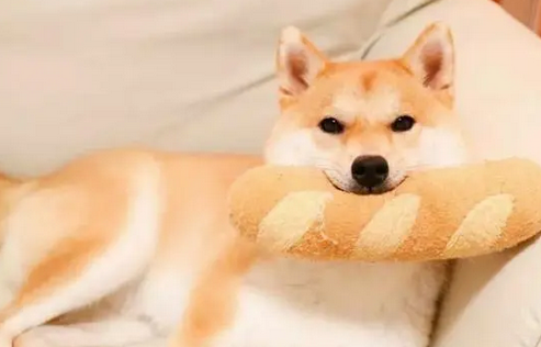 柴犬几个月长大 柴犬几个月长大