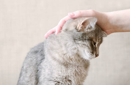 猫和人类谁跟干净 猫和人类谁跟干净
