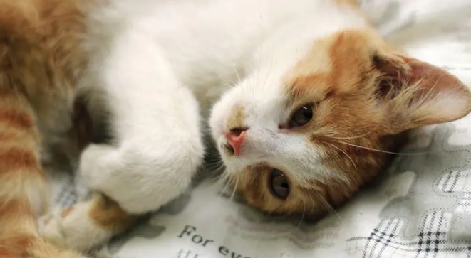 家猫什么情况下会携带狂犬病