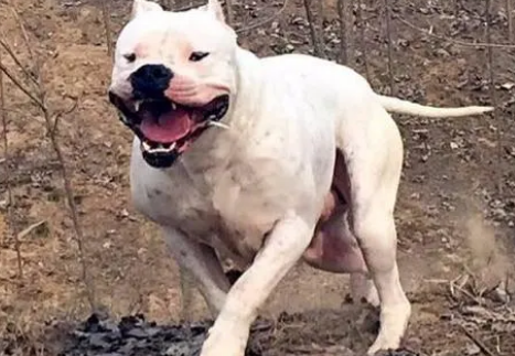 杜高犬怎么护理耳朵？护理耳朵方法是？