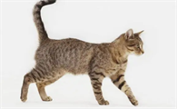 猫咪走路拖着走是为什么