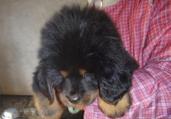 宠物狗知识点：藏獒幼犬如何饲养？