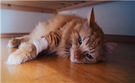 猫咪生病了临死前表现