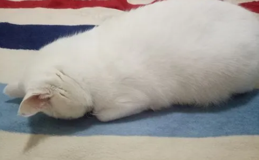 猫咪为什么要趴着睡觉呢