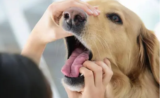 为什么狗狗吃虫子