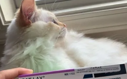 猫咪咳嗽一抽一抽的吃什么药