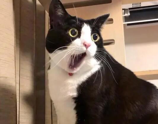 奶牛猫是猫中清流