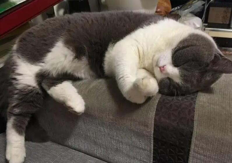 猫咪睡觉前为什么卖萌呢 猫咪睡觉前为什么卖萌呢