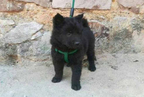 什么人不能养五黑犬 什么人不能养五黑犬
