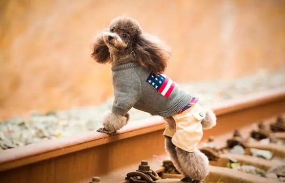 便宜好养的小型犬