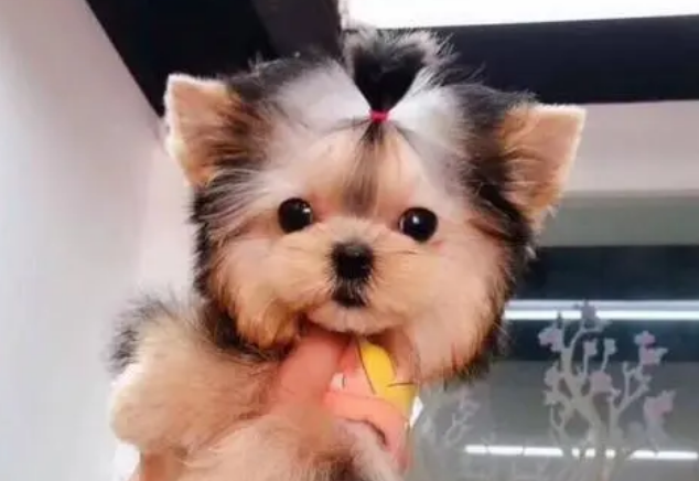如何给约克夏刷牙？宠主来看看吧