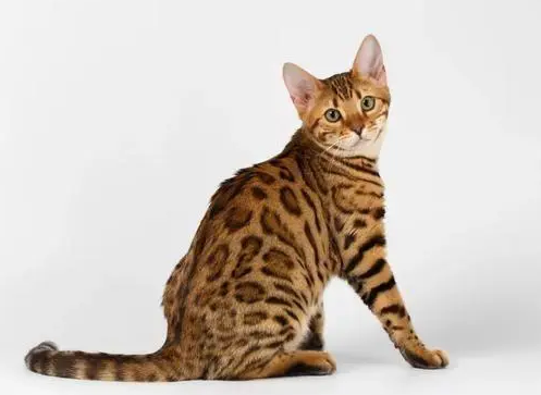 孟加拉豹猫三大缺点