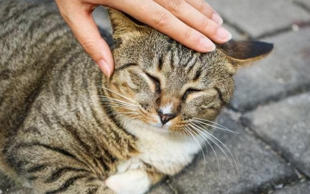 打猫脑袋会打死吗