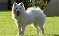 家养中型犬怎么养比较好